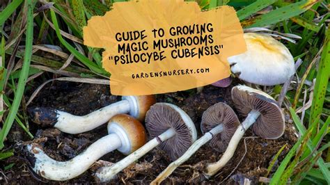 Guide To Growing Magic Mushrooms Psilocybe Cubensis Gardens Nursery