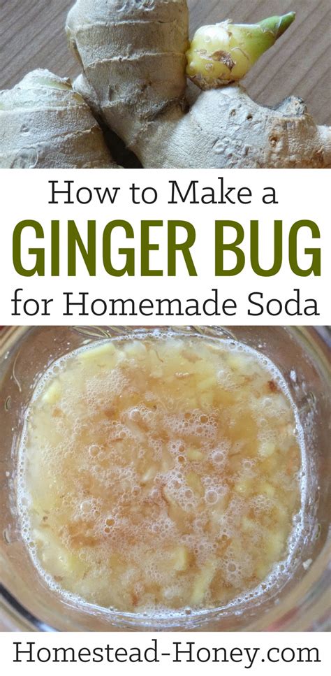 A Ginger Bug Is A Natural Ferment That Can Be Used As A