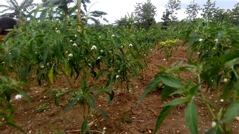 Cara pembuatannya silakan baca artikel tutorial berikut ini. Bertani kita. Latihan tanam cabe merah keriting - YouTube