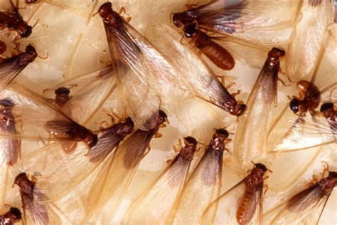 Do You Need Pest Control For Termite Swarming Season Greener Texas