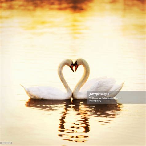Mute Swan Loving Heart In Golden Light High Res Stock Photo Getty Images