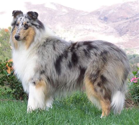 Pin By Cindi Flaeschel On Animals I Love Blue Merle Collie Rough