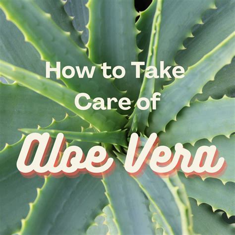Aloe Vera Care Instructions How To Keep Your Plant Healthy Dengarden