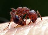 European Fire Ants In Bc Photos