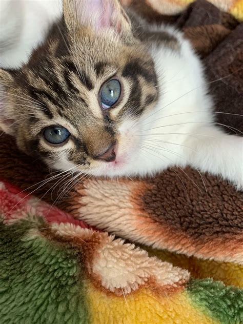 Reserved Beautiful Male Tabby Kitten In Sparkbrook West Midlands