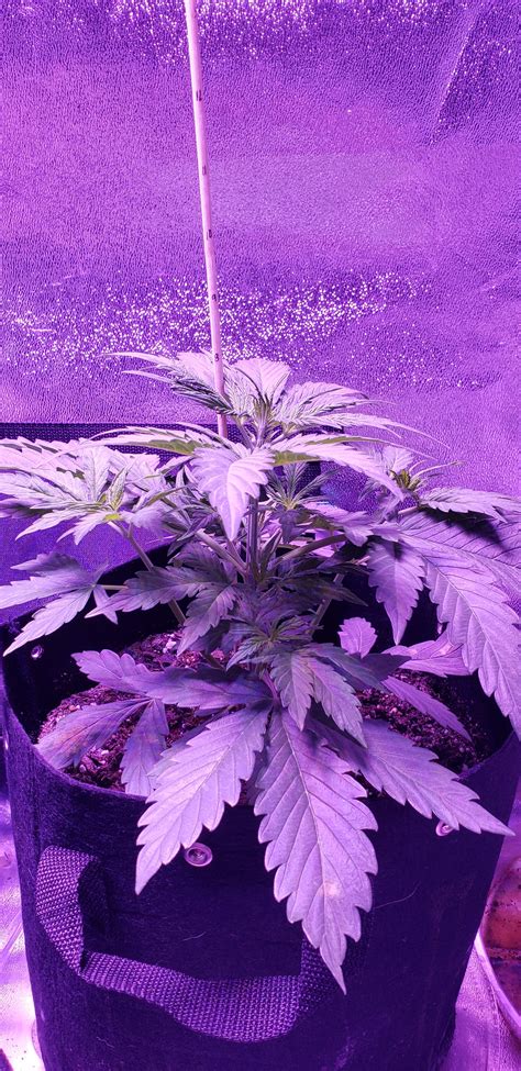 Ilgm Northern Lights Autoflower 2 Grow Diary Journal Week3 By