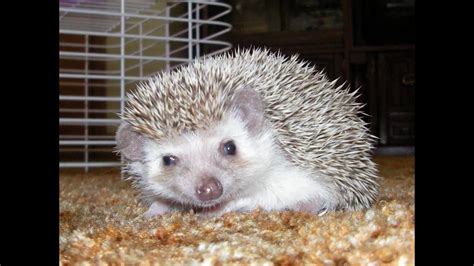 Cute And Funny Hedgehog Slideshow Youtube