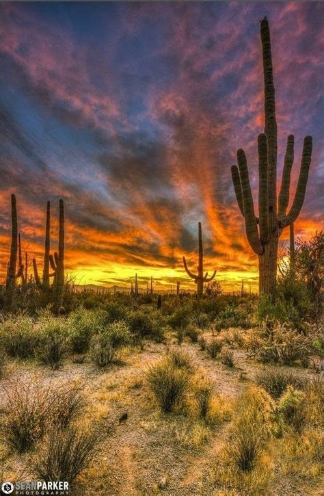 211 Best Mojave Desert Images On Pinterest Beautiful