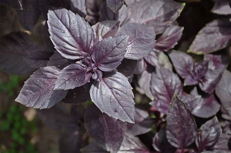 Lots Of Leaves Growing Ripe Purple Basil Closeup Selective Focus