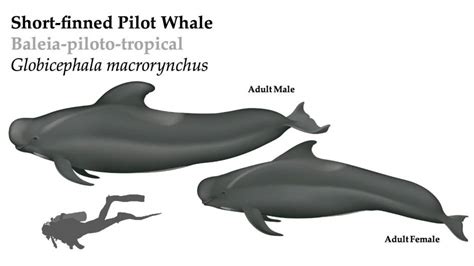 Short Finned Pilot Whale The Deep Diving Black Fish Terra Azul