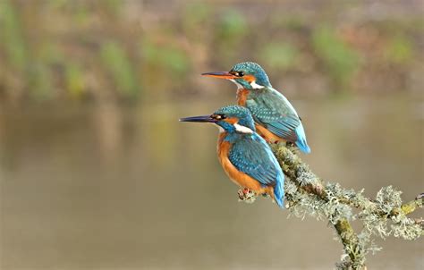 Wallpaper Birds Branch Pair Kingfisher Images For