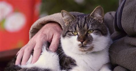 Improving The Quality Of Life For Your Senior Cat Veterinary Articles