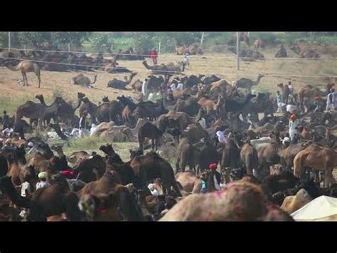 Fogo is an island of cape verde. Pushkar Camel Fair Stock Video - YouTube