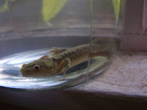Barred Tiger Salamander Metamorphosis Day Of Metamorph Flickr