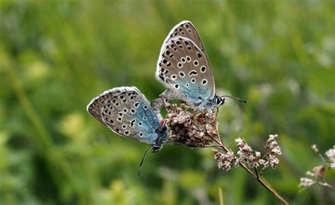 Endangered Large Blue Butterfly Reintroduced
