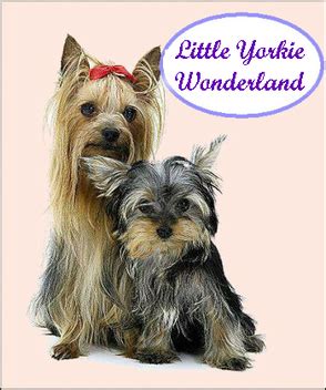 Teacup exotic gold parti female yorkie puppy. Little Yorkie Wonderland - Wonderland yorkies puppies for ...