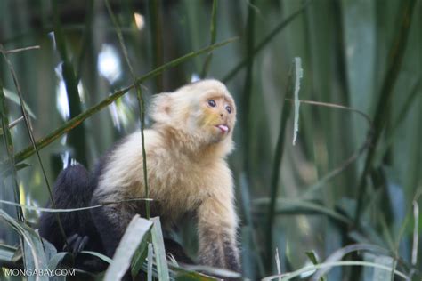 Rude Monkey Capuchin With Its Tongue Out