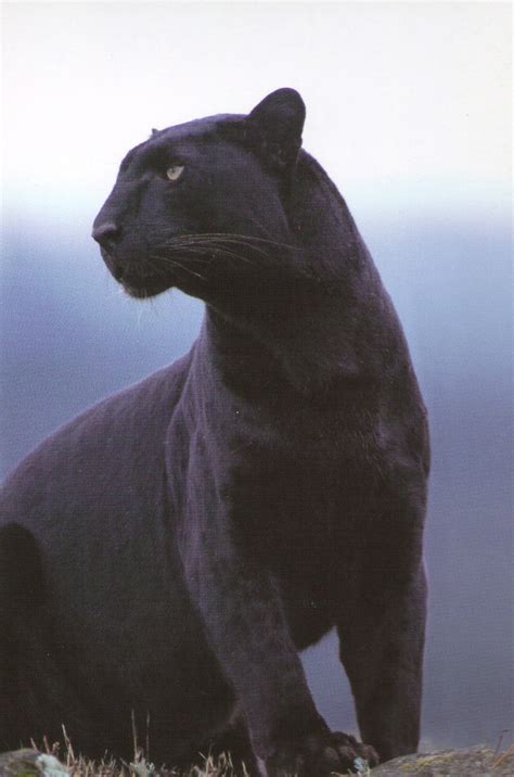 Black Panther Wildlife Big Cat Animal Posters