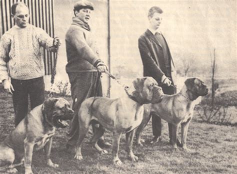 dogue de bordeaux history   breed american kennel club