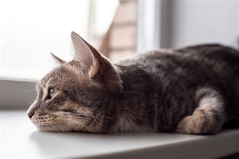 5 signs your cat is sick carecredit