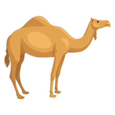 1400 Dromedary Camel Stock Illustrations Royalty Free Vector