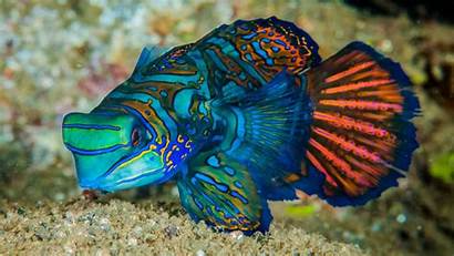 Fish Colorful Exotic Aquarium Mandarinfish Dragonet 2400