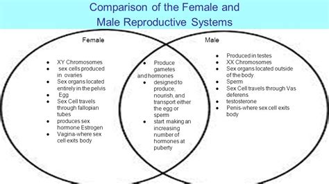 Venn Diagram Compare And Contrast Male And Female Reproductive System