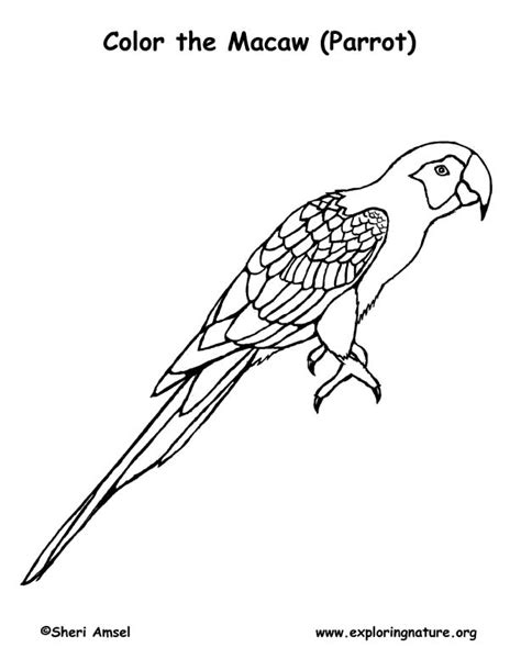Macaw Bird Coloring Page Coloring Pages