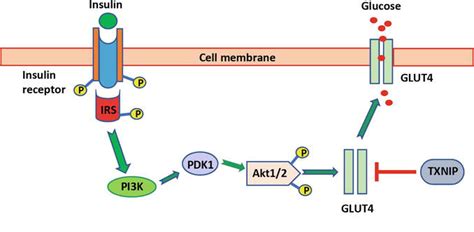 Gliclazide is used to help control blood sugar levels in people with type 2 diabetes. New Insight into Metformin Mechanism of Action and ...