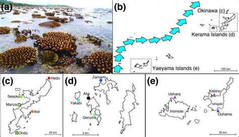 New Theory Of Okinawan Coral Migration And Diversity Proposed