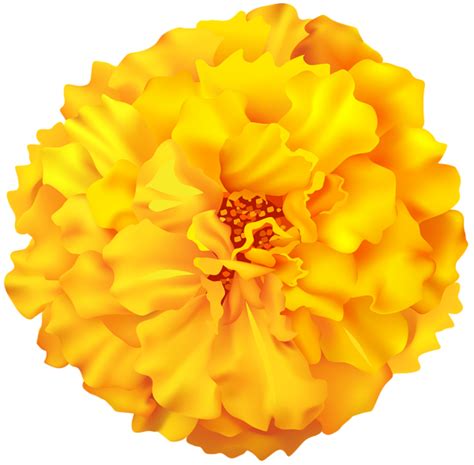 Marigold Flower Png Clip Art Image Marigold Flower Flower Clipart