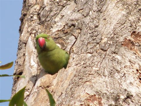 We Love Our Bangladesh Alexandrine Parakeet Or Green Parrot Tiyatuta