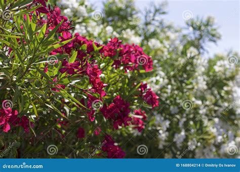 Luxuriously Blooming Oleander Bush With Red Petals Stock Photo Image