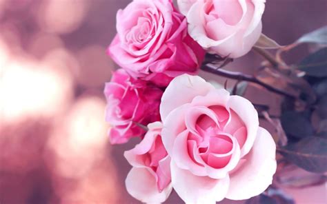 Beautiful Pink Roses Wallpapers Top Free Beautiful Pink Roses