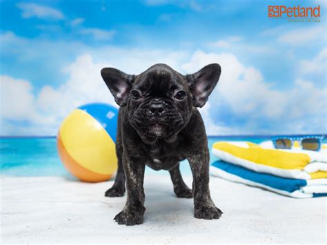 Contact now for availabilty 904.616.2706, rare colors frenchies.health guaranteed! Best French Bulldog Breeders In Florida - Animal Friends