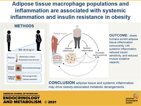 Adipose Tissue Macrophage Populations And Inflammation Are Associated