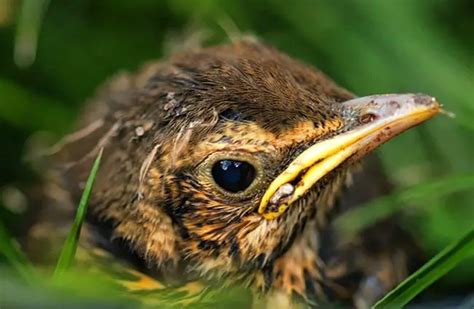 Thrush Description Habitat Image Diet And Interesting Facts