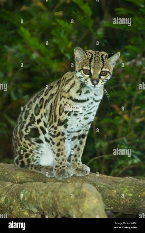 Margay Leopardus Wiedii Costa Rica Captive Stock Photo Alamy