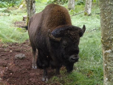 Pacific Northwest Wildlife Trek A Southern Gypsy