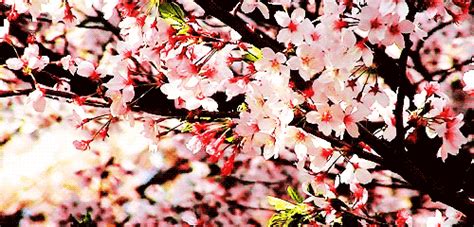 Cherry Blossoms Japan  Find And Share On Giphy