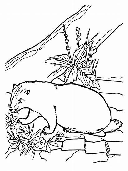 Coloring Realistic Pages Badger Printable Honey Desert