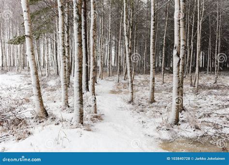 Snowy Birch Tree Trunks Stock Photo Image Of Season 103840728