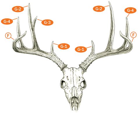 Measuring And Scoring Mule And Blacktail Deer Bandc Club Official Guide