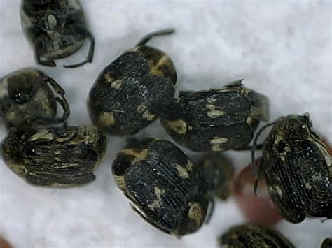 Tywkiwdbi Tai Wiki Widbee Bean Weevils