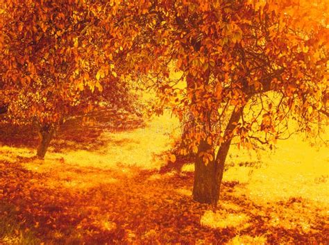 Beautiful Autumn Landscape Background Vintage Nature Scene In Fall