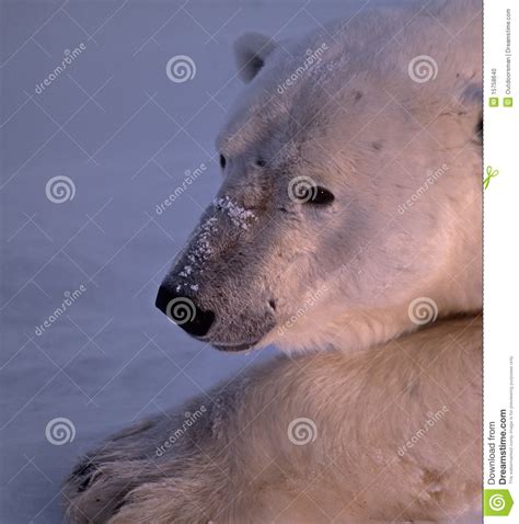 Polar Bear Head Shot Stock Photo Image Of Close Snow 15758640