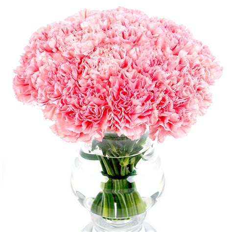 Carnations Pink Send Carnations Nationwide Flowers By Flourish