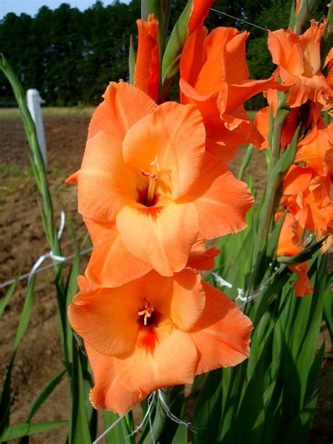 However, when planting your gladiolus in pots, you can plan to plant them even sooner, as the soil in pots warms up much faster than the soil in the ground. Gladiolus Bulbs Peter Pears Lovely Orange Sword Lily ...