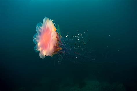 The Worlds 6 Most Dangerous Jellyfish Worldatlas
