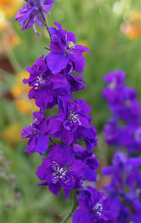 The flowers are dark blue with long spines. Consolida ajacis 'Giant Imperial Dark Blue' "Larkspur ...